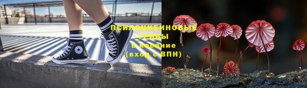 прущие грибы Горно-Алтайск